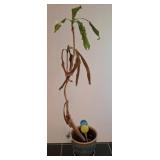 Potted Plant With Decorative Glass Watering Globes