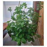 Live Hydrangea Plant in Growing Container