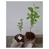 Potted River Birch Willow Trees
