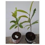 Two Live Loquat Fruit Plants in Pots