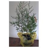 Three Eastern Red Cedar Seedlings in Pots