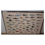 Framed North Carolina Marine Fishes Print w3