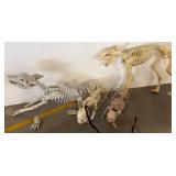 Animal Skeleton Replicas