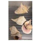 Five Large Marine Seashells