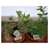 Potted Mint Plants in Terracotta Containers