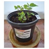 Dogwood Tree in Plastic Nursery Pot
