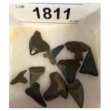 Fossilized Shark Teeth
