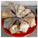 Large Seashells with Glass Bowl
