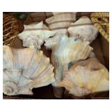 Large Conch Shells