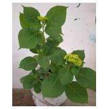 Potted Hydrangea Plant in Early Bloom