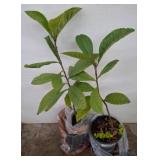 Two Potted Loquat Seedlings
