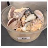Seashells in Plastic Storage Container
