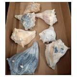 Six Assorted Conch Sea Shells