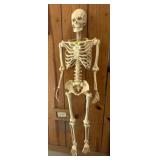 64ï¿½ Plastic Human Skeleton Model