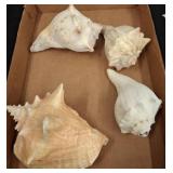 Four Conch Shells