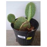 Potted Prickly Pear Cactus in Black Plastic Pot