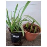 Two Potted Plants: Iris and Cactus Varieties
