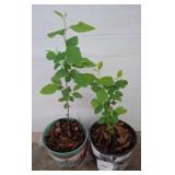 Two Potted Willow River Birch Plants