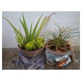 Two Potted Plants in Plastic-lined Planters