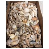 Sea Shells in Cardboard Box