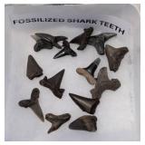 Fossilized Shark Teeth