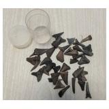 Fossilized Shark Teeth with Container