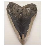 5in Fossilized Megalodon Shark Tooth