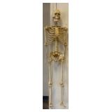 Plastic Anatomical Skeleton Model, 48in Tall