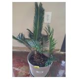 Potted Cycad Plant in Plastic Container