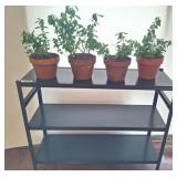 Metal Shelving Unit with Four Potted Mint Plants