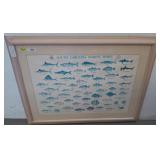Framed South Carolina Marine Fishes Print