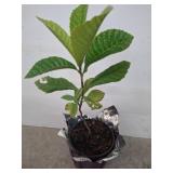 Potted Loquat Plant