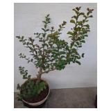 Live Red Crape Myrtle in Plant Pot