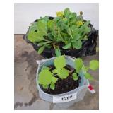 Potted Plants: Rose of Sharon, Ajuga, Cactus
