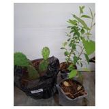 Cactus and Two Willow River Birch Plants