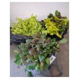 Live Creeping Jenny and Ajuga Plants