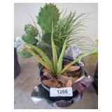 Potted Succulents Including Cactus and Aloe