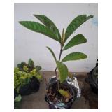 Potted Loquat Tree in Growing Stage