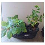 Live Hydrangea and Rose of Sharon Plants