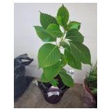 Potted Live Hydrangea Plant