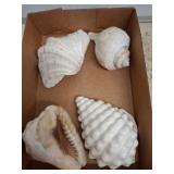 Four Assorted Sea Shells