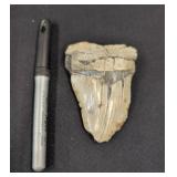 Fossilized Shark Tooth Fragment