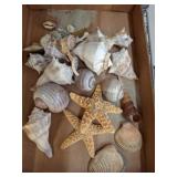 Seashells and Dried Starfish Collection