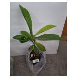 Potted Loquat with Broad Green Leaves