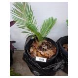 Potted sago palm