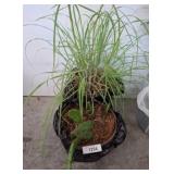 Potted Lemongrass and Cactus Plants