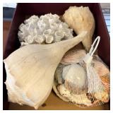 Shells and Coral in Box