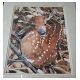 Signed Photograph of Fawn by Lynn Golemon