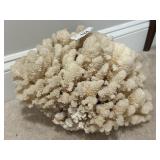 Natural White Coral Specimen