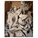 Natural Sea Shells in Varying Sizes